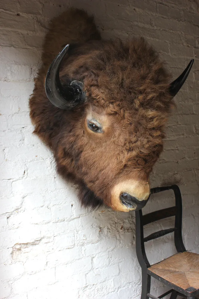 A Fine & Large Mid 20thC Taxidermy Bison Head & Shoulder Mount