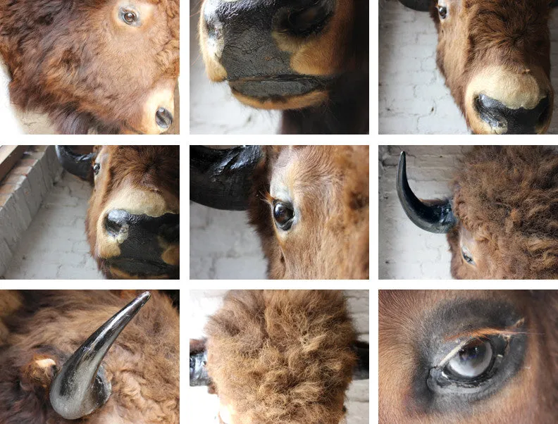 A Fine & Large Mid 20thC Taxidermy Bison Head & Shoulder Mount