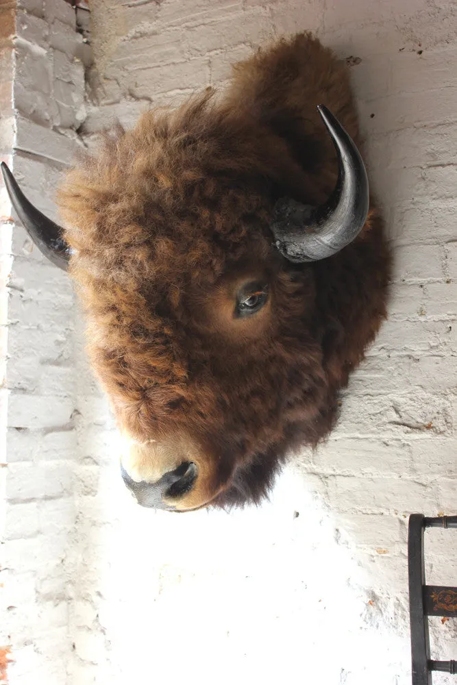 A Fine & Large Mid 20thC Taxidermy Bison Head & Shoulder Mount