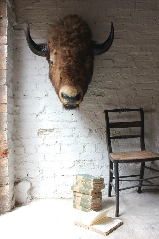 A Fine & Large Mid 20thC Taxidermy Bison Head & Shoulder Mount