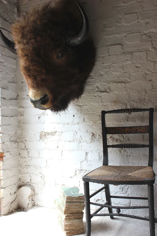 A Fine & Large Mid 20thC Taxidermy Bison Head & Shoulder Mount