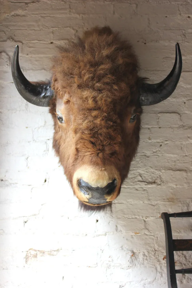 A Fine & Large Mid 20thC Taxidermy Bison Head & Shoulder Mount